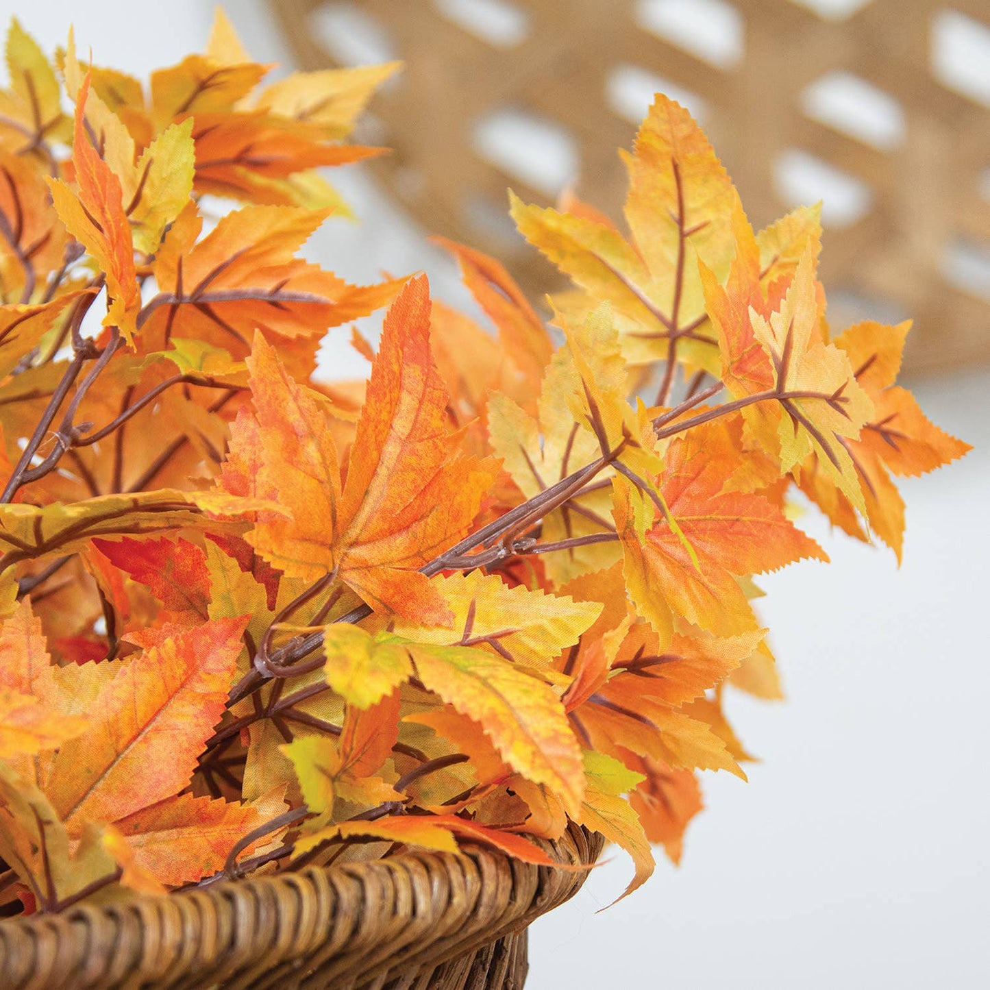 Herbst-Ahornblattstrauch, 55 cm