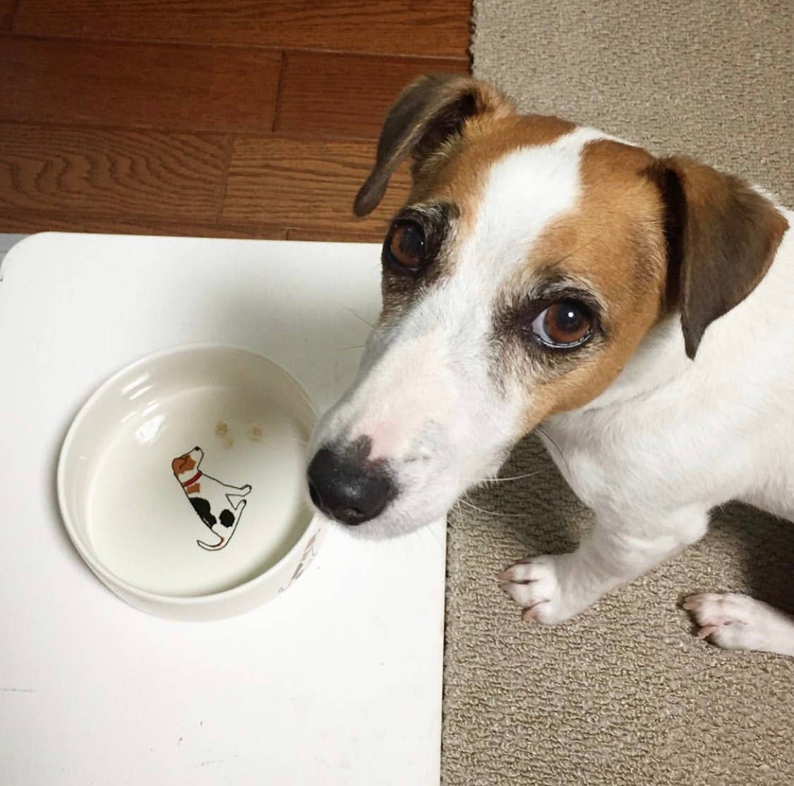 Hundenapf – Jack Russell